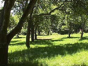 A glimpse of the Orchard