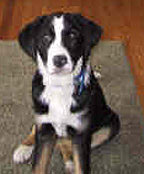 rudy